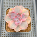 Graptopetalum 'Purple Delight' Variegated 2" Succulent Plant Cutting