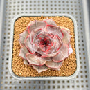 Echeveria 'Raley' New Hybrid 2" Succulent Plant Cutting