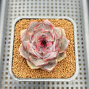 Echeveria 'Raley' New Hybrid 2" Succulent Plant Cutting