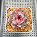 Echeveria 'Raley' New Hybrid 2" Succulent Plant Cutting
