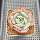 Echeveria 'Soul Mint' 2" Succulent Plant Cutting