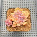 Echeveria 'Boracay' 2" Succulent Plant Cutting