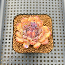 Echeveria 'Boracay' 2" Succulent Plant Cutting