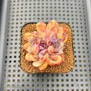 Echeveria 'Boracay' 2" Succulent Plant Cutting