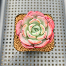 Echeveria 'Ice Cream' Hybrid 2" Succulent Plant Cutting