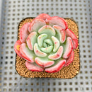 Echeveria 'Ice Cream' Hybrid 2" Succulent Plant Cutting