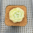 Echeveria 'Salt White' New Hybrid 2" Succulent Plant Cutting