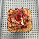 Echeveria Agavoides 'Double Score' 2" Succulent Plant Cutting