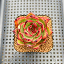 Echeveria Agavoides 'Double Score' 2" Succulent Plant Cutting