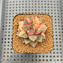 Echeveria 'Monocerotis' Variegated 1" Succulent Plant Cutting