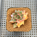Echeveria 'Monocerotis' Variegated 1" Succulent Plant Cutting