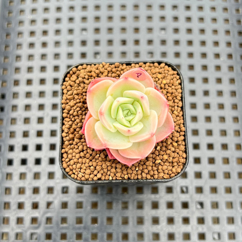 Echeveria 'Mellow Yellow' 1" Succulent Plant