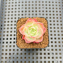 Echeveria 'Mellow Yellow' 1" Succulent Plant