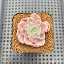 Echeveria 'Pretty In Pink' Variegated 1"-2" Succulent Plant Cutting