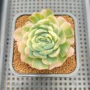 Echeveria 'Twin Berry' Variegated 3" Succulent Plant
