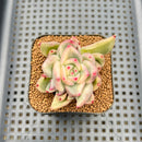 Echeveria Agavoides 'Agnes' Variegated 2" Succulent Plant Cutting