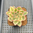 Echeveria Agavoides 'Butterfly' Variegated 2" Succulent Plant Cutting
