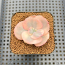 Echeveria 'Suyon' Variegated 2" Succulent Plant Cutting