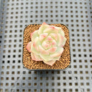 Echeveria 'Prism' Variegated 1" Succulent Plant Cutting