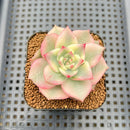 Echeveria Agavoides 'Rainbow' (무지개) Variegated 2"-3" Succulent Plant Cutting