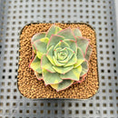 Echeveria 'Ice Pinky' Variegated 2" Succulent Plant