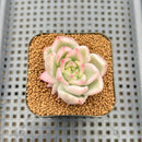 Echeveria Agavoides 'Snow White' Variegated 1" Succulent Plant Cutting