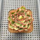 Echeveria Agavoides 'Red Tip' Variegated 2" Succulent Plant Cutting