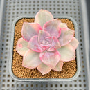 Graptopetalum 'Purple Delight' Variegated 2"-3" Succulent Plant Cutting