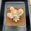 Cotyledon 'Orbiculata' Variegated 3" Succulent Plant