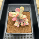 Cotyledon 'Orbiculata' Variegated 3" Succulent Plant