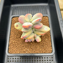 Cotyledon 'Orbiculata' Variegated 3" Succulent Plant