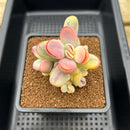 Cotyledon 'Orbiculata' Variegated 3" Succulent Plant