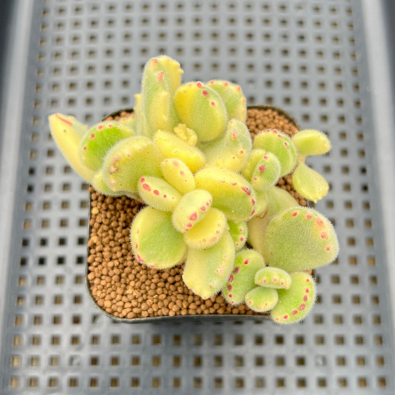 Cotyledon Tomentosa ‘Bear Paw’ Variegated 4" Succulent Plant Cutting