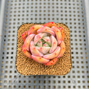 Echeveria 'Pink Champaign' 2" Succulent Plant Cutting