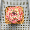 Echeveria 'Chubby Bunny' 2" Succulent Plant Cutting