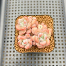 Graptopetalum 'Egret' 2"-3" Succulent Plant Cutting