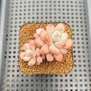 Graptopetalum 'Egret' 1"-2" Succulent Plant Cutting