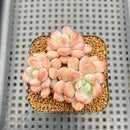 Graptopetalum 'Egret' 2"-3" Succulent Plant Cutting
