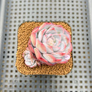 Echeveria 'Unipink' 2" Succulent Plant Cutting