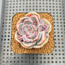 Echeveria 'Lavender Rose' 2"-3" Succulent Plant Cutting