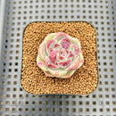 Echeveria 'Lavender Rose' 1"-2" Succulent Plant Cutting