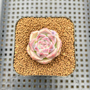 Echeveria 'Lavender Rose' 1"-2" Succulent Plant Cutting