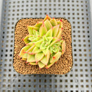 Echeveria Agavoides 'Akaihosi' 2" Succulent Plant
