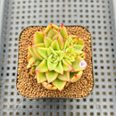 Echeveria Agavoides 'Akaihosi' 2" Succulent Plant