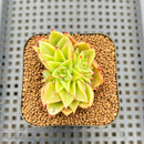 Echeveria Agavoides 'Akaihosi' 1"-2" Succulent Plant