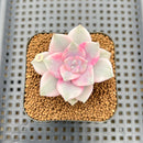 Graptopetalum 'Purple Delight' Variegated 2" Succulent Plant Cutting