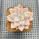 Graptopetalum 'Paraguayense' Variegated 2" Succulent Plant