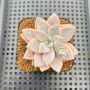 Graptopetalum 'Paraguayense' Variegated 2" Succulent Plant