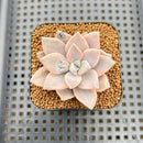 Graptopetalum 'Paraguayense' Variegated 2" Succulent Plant
