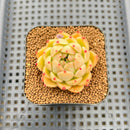 Echeveria 'Spicy' 1"-2" Succulent Plant Cutting
